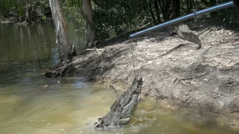 Meat being fed to crocodile in a river. Crocodile viciously biting and attacking Stock Footage 132165945