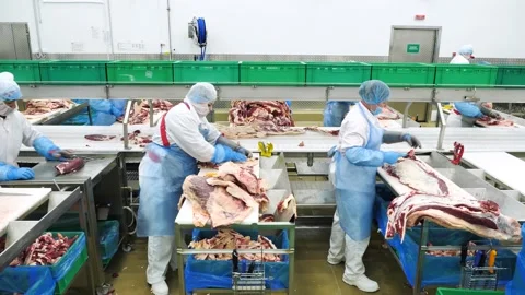 Meat benders work on the conveyor for cutting beef meat Video stock 138347337