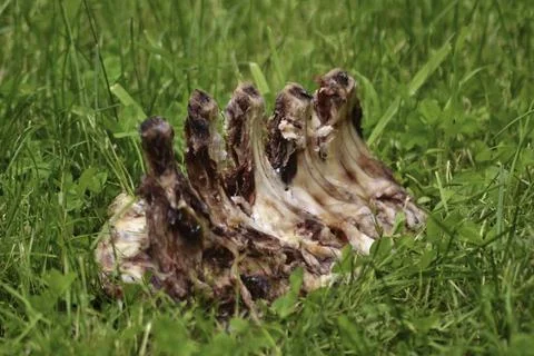 Meat on bone in the grass Stock Photos
