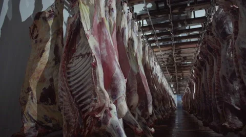 Meat carcasses Stock Footage 66598459