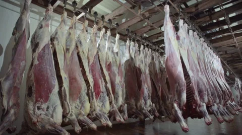 Meat carcasses Stock Footage 66598856
