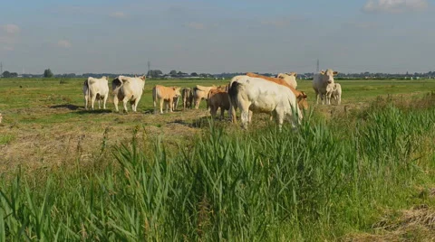 Meat cows on grassland. Stock Footage 63193876