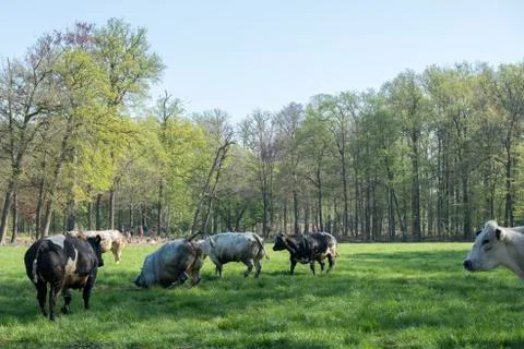 Meat cows run and jump in grassy meadow on their first day outside in spring Stock Photos