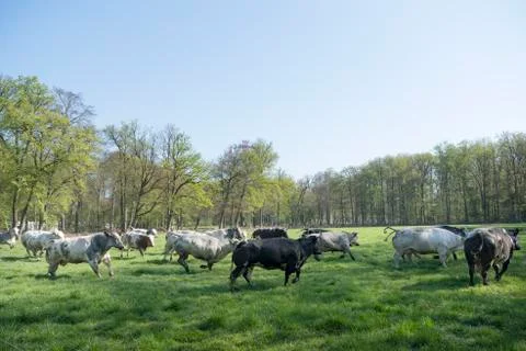Meat cows run and jump in grassy meadow on their first day outside in spring Stock Photos