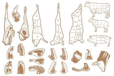 Meat cuts diagram - Beef, pork and mutton Stock Illustration