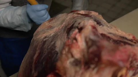 Meat cutting process. Butcher or chef hands in blue gloves with sharp knife cuts 스톡 동영상 156037162