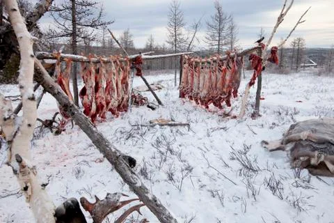 Meat of deer Foto stock