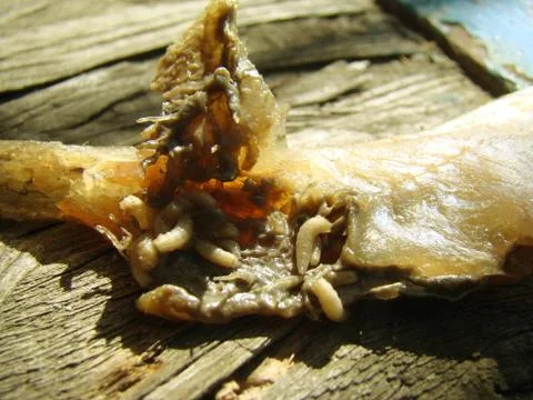 Meat fly larva Stock Photos