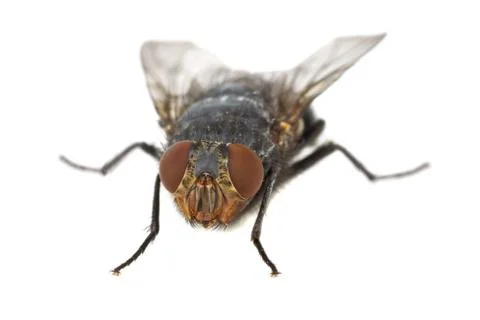 Meat fly Stock Photos