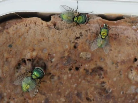 Meat fly Stock Photos