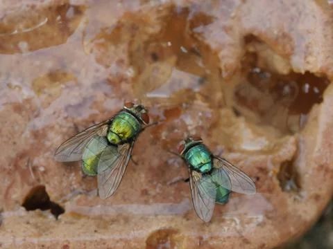 Meat fly Stock Photos