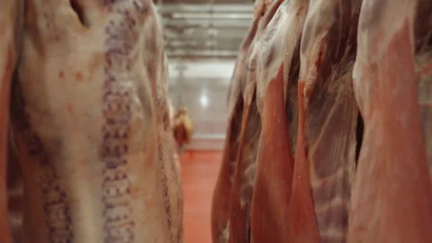 Meat Hanging Cooler, Lamb Carcasses in Chilled Processing Room Stock Footage 340262527