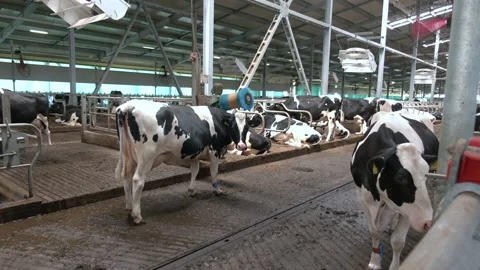 Meat industry concept Stock Footage 223818073