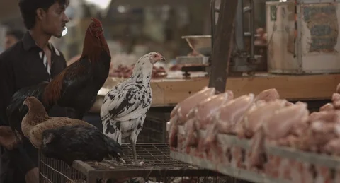 Meat Market Video stock 101584469