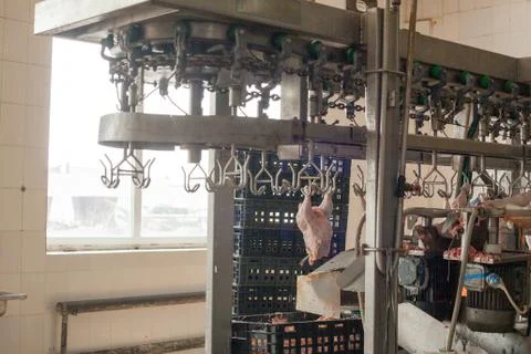 Meat processing of chicken products. Technological process. Foto stock