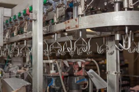 Meat processing of chicken products. Technological process. Stock Photos