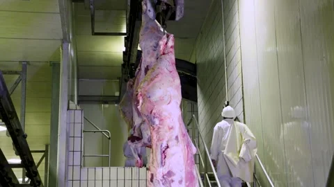 Meat processing facility, carcass slaughter, for packaging and further proc.. Stock Footage 318427235