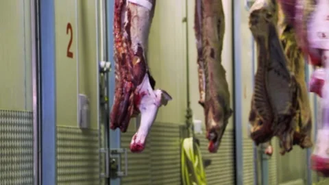 Meat processing facility, carcass slaughter, for packaging and further proc.. Video stock 318427238