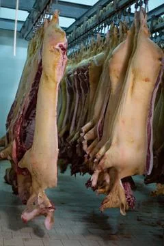 Meat processing in the meals industry, cuts uncooked pig, Fotos de archivo