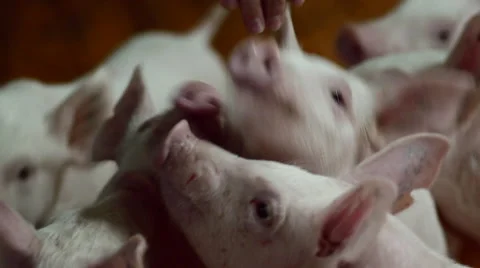 Meat Processing Plant 4 Stock Footage 46371153