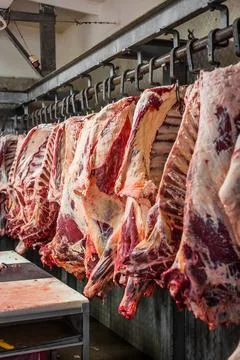 Meat processing plant. carcasses of beef hang on hooks. Stock Photos