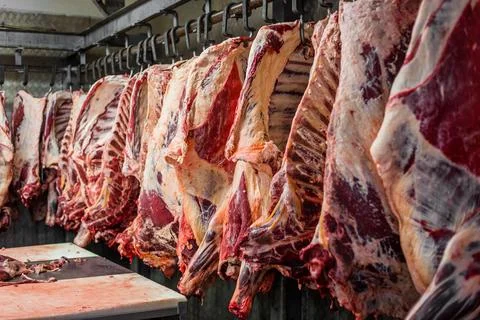 Meat processing plant. carcasses of beef hang on hooks. Stock Photos