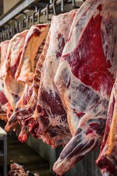 Meat processing plant. carcasses of beef hang on hooks. Stock Photos