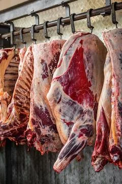 Meat processing plant. carcasses of beef hang on hooks. Stock Photos