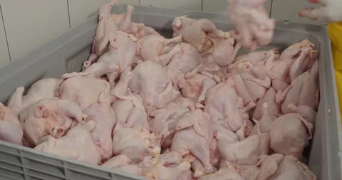 Meat processing plant. Chicken carcasses Stock Footage 167481900