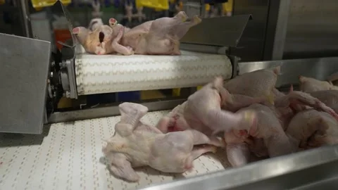 Meat processing plant, chicken carcasses without feathers, on the conveyor belt Vídeo Stock 234070330