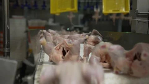 Meat processing plant, chicken carcasses without feathers, on the conveyor belt Vídeo Stock 234070425