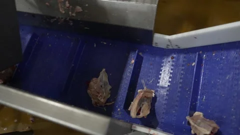 Meat processing plant, chicken carcasses without feathers, on the conveyor belt Stock Footage 234076398