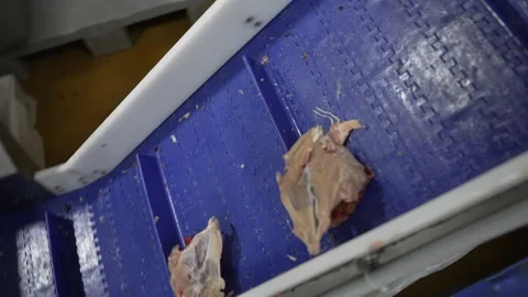 Meat processing plant, chicken carcasses without feathers, on the conveyor belt Vídeo Stock 234076434