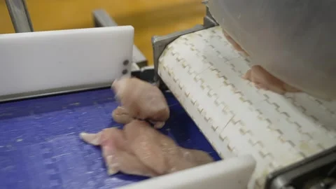 Meat processing plant, chicken carcasses without feathers, on the conveyor belt Vídeo Stock 234076541