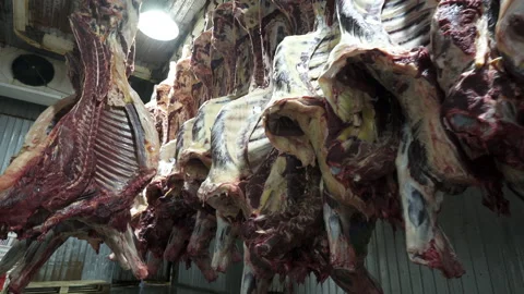 Meat processing plant. Chopped bovine carcasses in the freezer Stock Footage 157094070