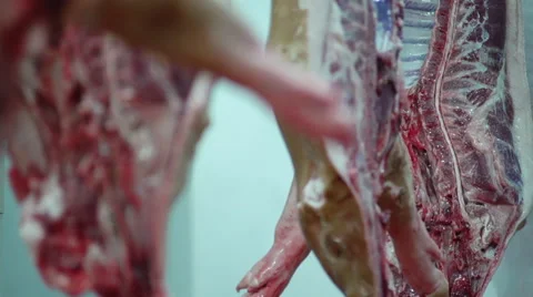 Meat Processing Plant conveyor rinsing carcasses Stock Footage 46375426