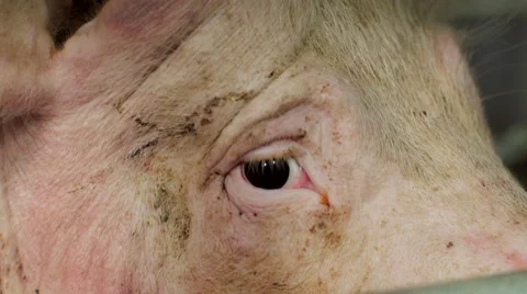 Meat Processing Plant human eye pigs Stock Footage 46371647