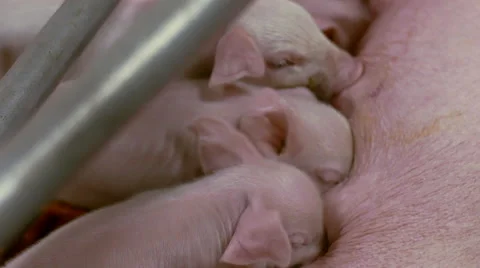 Meat Processing Plant newborn pigs suck sow Видео 46372679