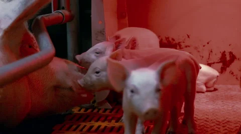 Meat Processing Plant newborn pigs Stockbeeldmateriaal 46372984