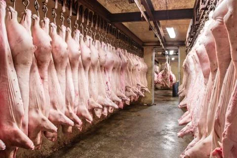 Meat processing plant. pig carcasses hang on hooks. Foto stock