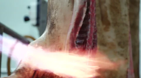 Meat Processing Plant roasting pig carcasses Stock Footage 46374361