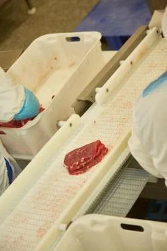 Meat processing plant. Slices of cut beef on the conveyor. Stock Photos