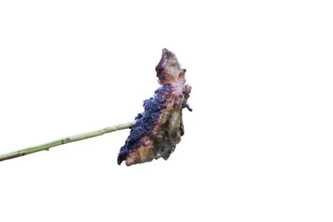 Meat on a stick Stock Photos