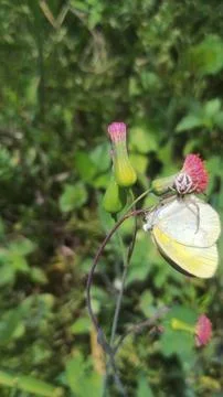 Mecaphesa crab spider capturing an Eurema albula sinoe butterfly Stock Photos