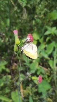 Mecaphesa crab spider capturing an Eurema albula sinoe butterfly Stock Photos