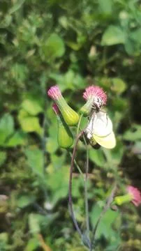 Mecaphesa crab spider capturing an Eurema albula sinoe butterfly Stock Photos