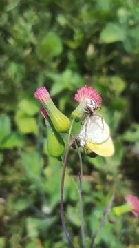 Mecaphesa crab spider capturing an Eurema albula sinoe butterfly Foto stock