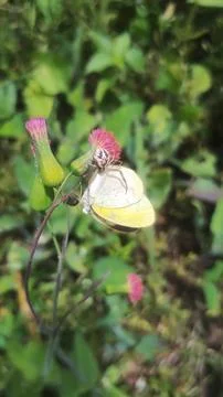 Mecaphesa crab spider capturing an Eurema albula sinoe butterfly Stock Photos