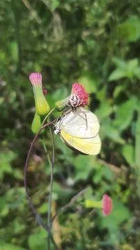 Mecaphesa crab spider capturing an Eurema albula sinoe butterfly Stock Photos