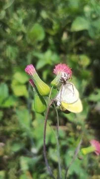 Mecaphesa crab spider capturing an Eurema albula sinoe butterfly Stock Photos